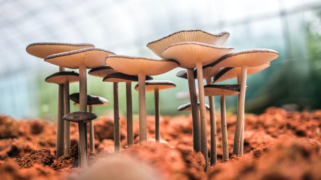 Flemish mushroom growers face major labour shortage