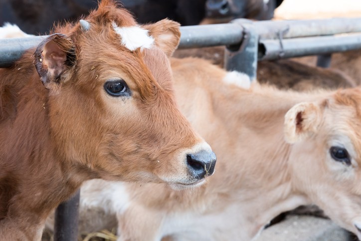 MEPs request European Commissioner for animal welfare