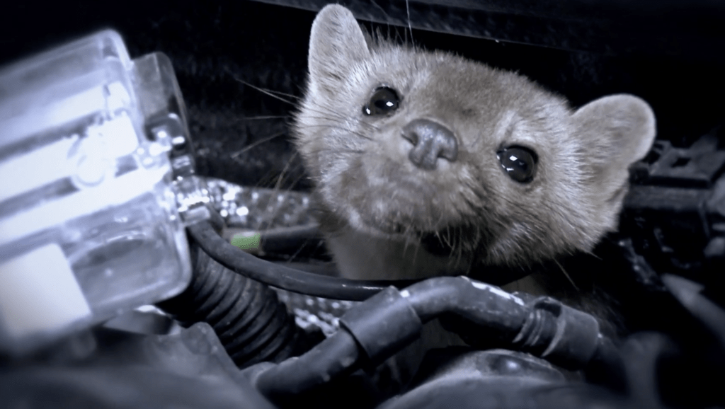 Marten attacks on cars are rising, along with repair costs