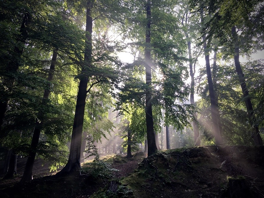 Why the forest is Belgium’s unsung treasure