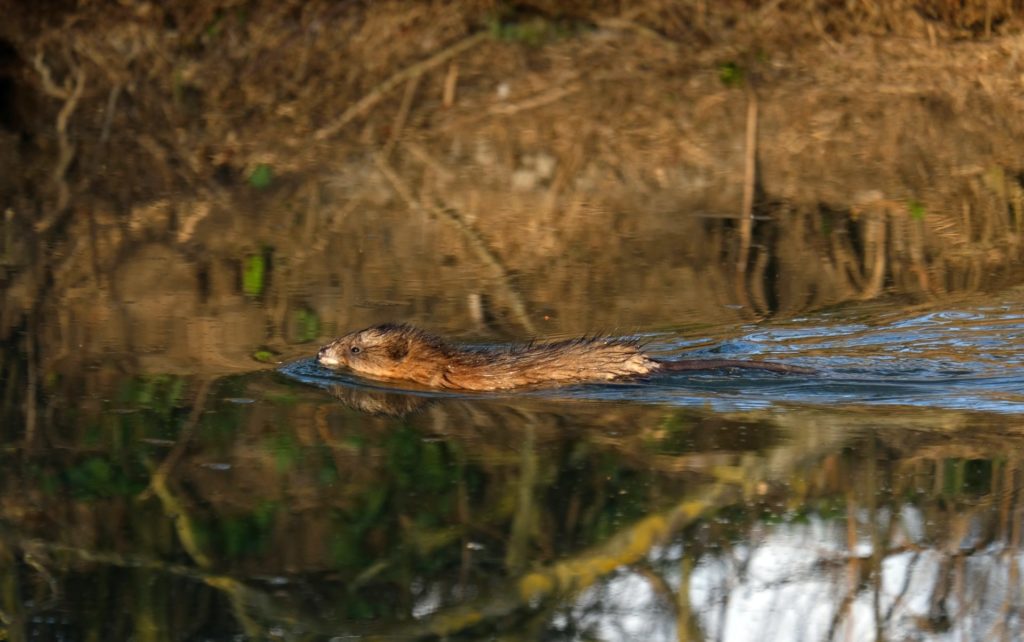 After being virtually eradicated, the muskrat is back in Flanders