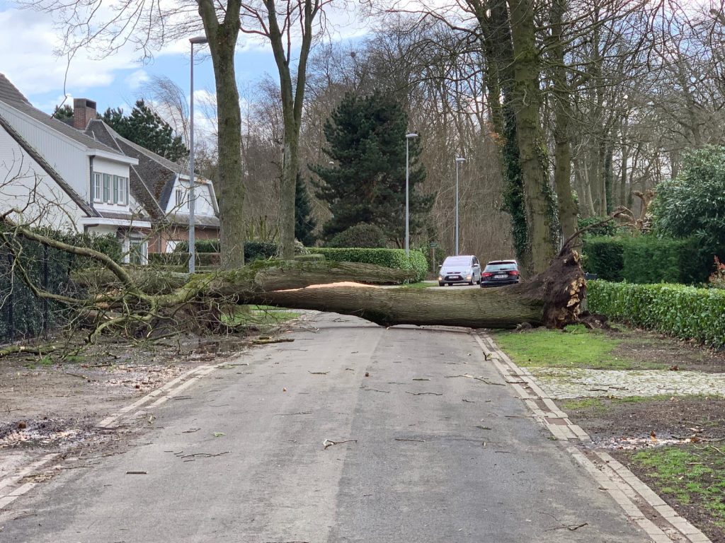 Hundreds of trees toppled in Brussels after weekend storms