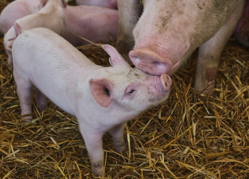 Three NGOs join forces against Parliament report on animal welfare on farms