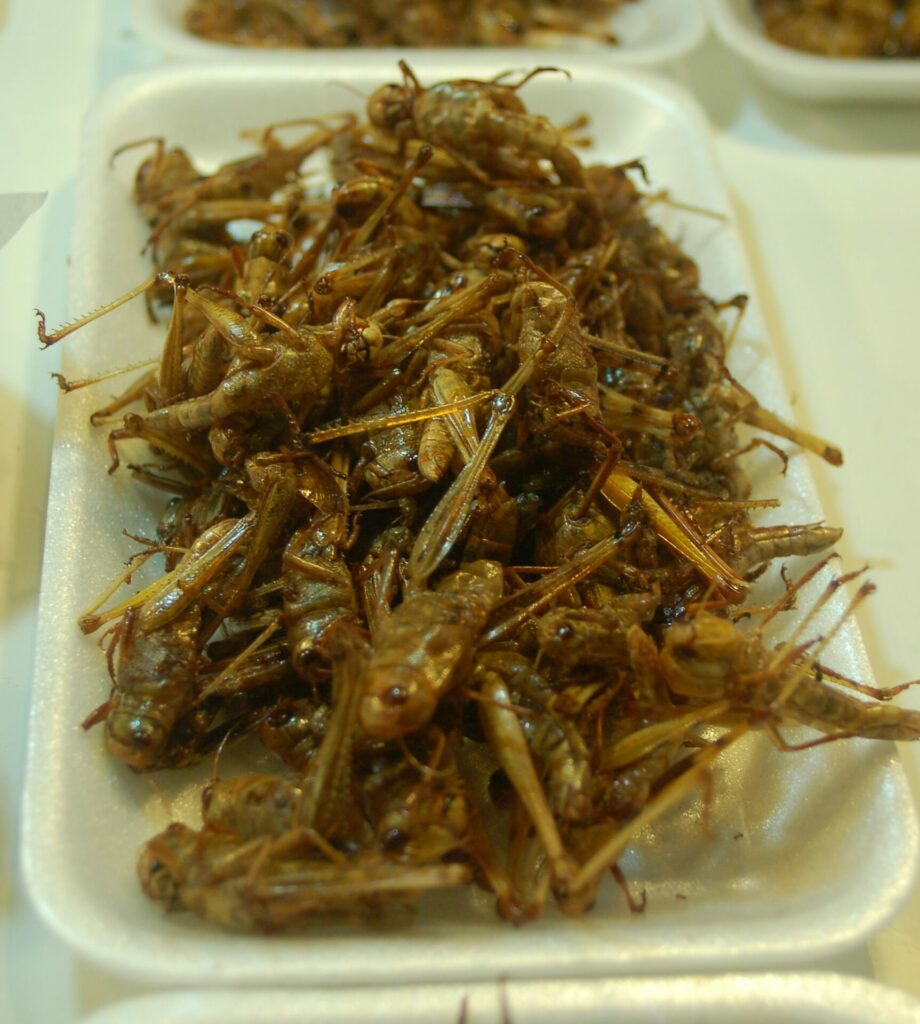 Feeling peckish? EU approves locusts for human consumption