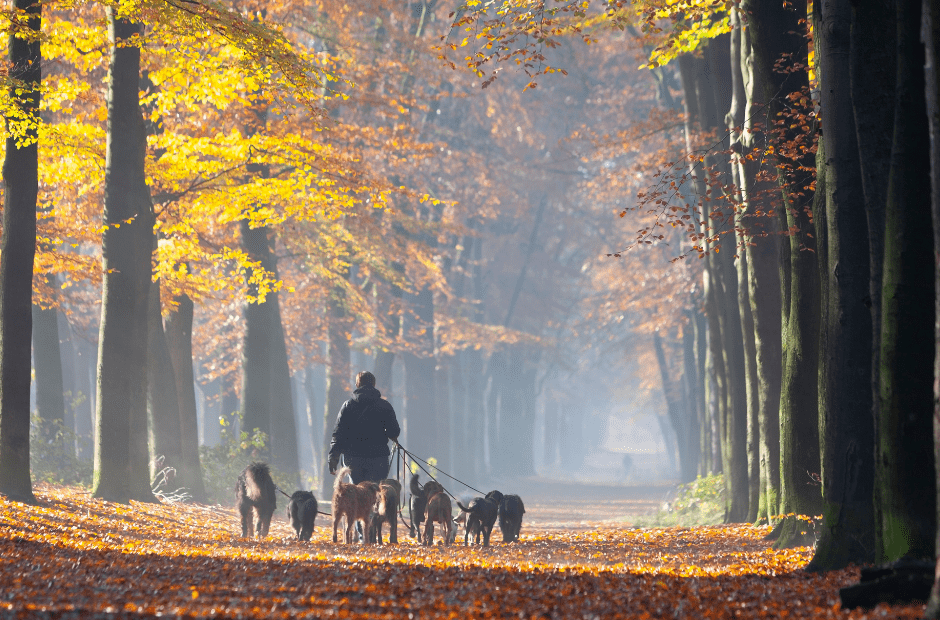 Forêt de Soignes gets tough on dog walkers
