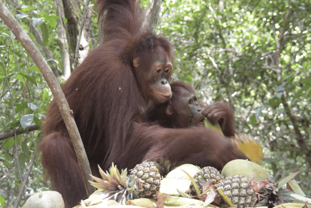 Belgium's celebrated Pairi Daiza zoo welcomes new orangutans
