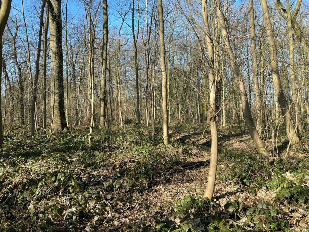 Flanders cracks down on littering, illegal felling and other offences in nature
