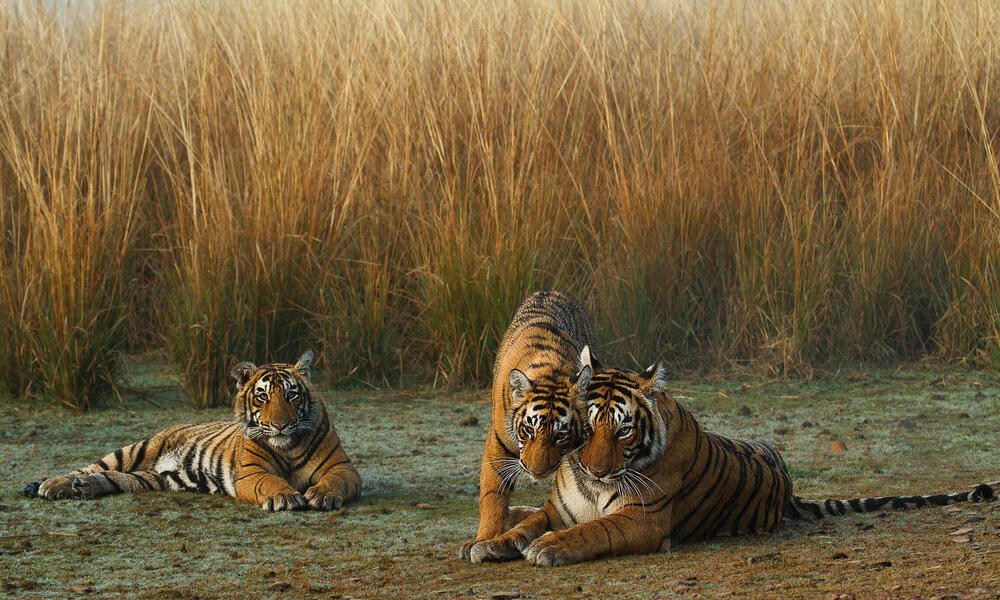 Year of the Tiger marks reverse in species decline for first time