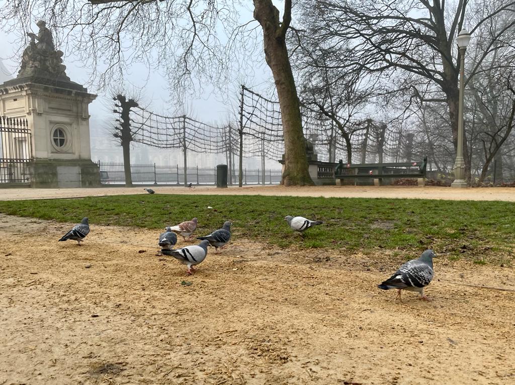 Brussels' pigeon problem: Avian contraceptive pill aims to curb the population