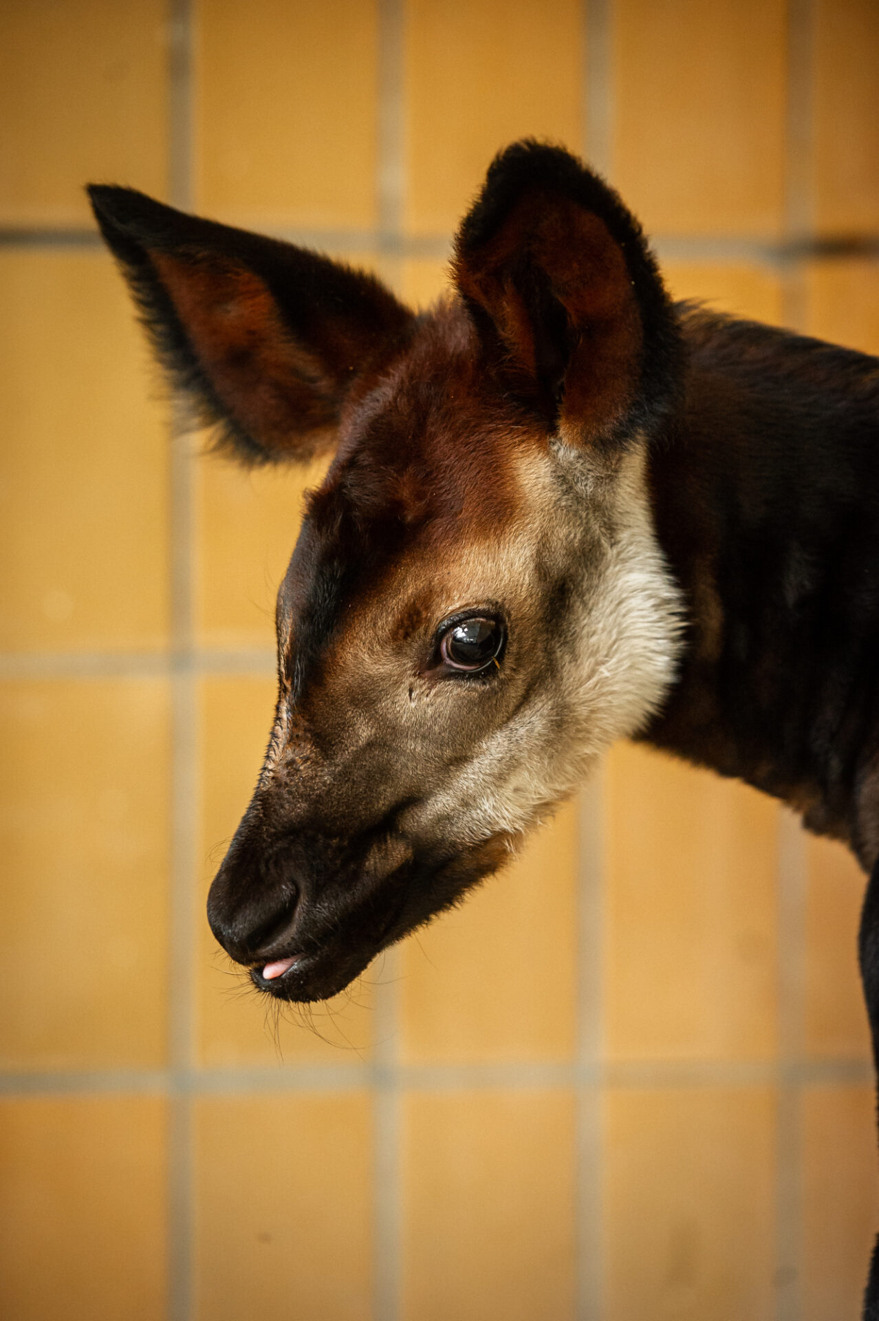 Baby okapi born at ZOO Antwerp is 'great news' for endangered species