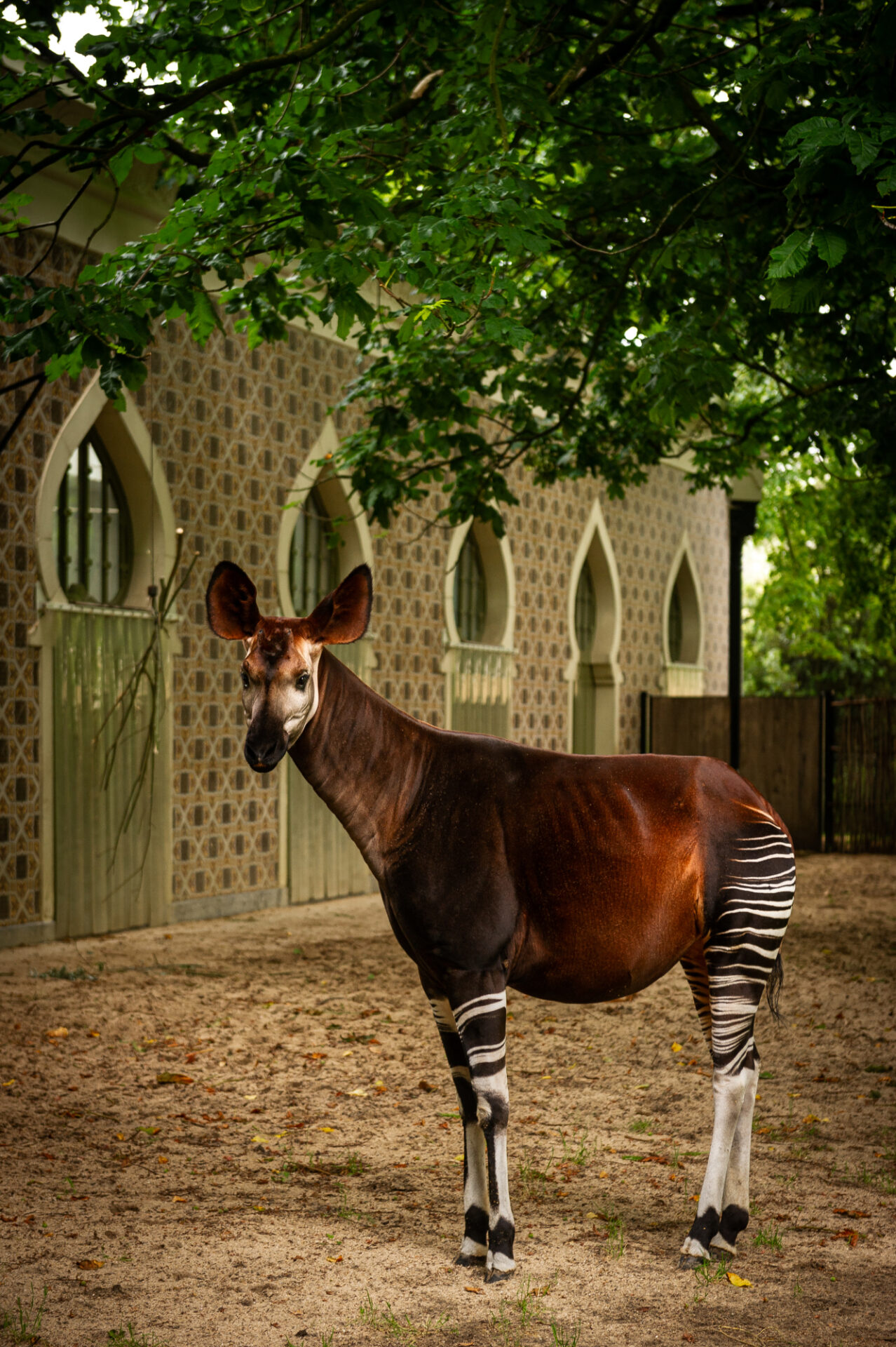 Baby okapi born at ZOO Antwerp is 'great news' for endangered species
