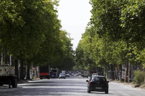 €2 million spent on 100,000 trees along Walloon roads
