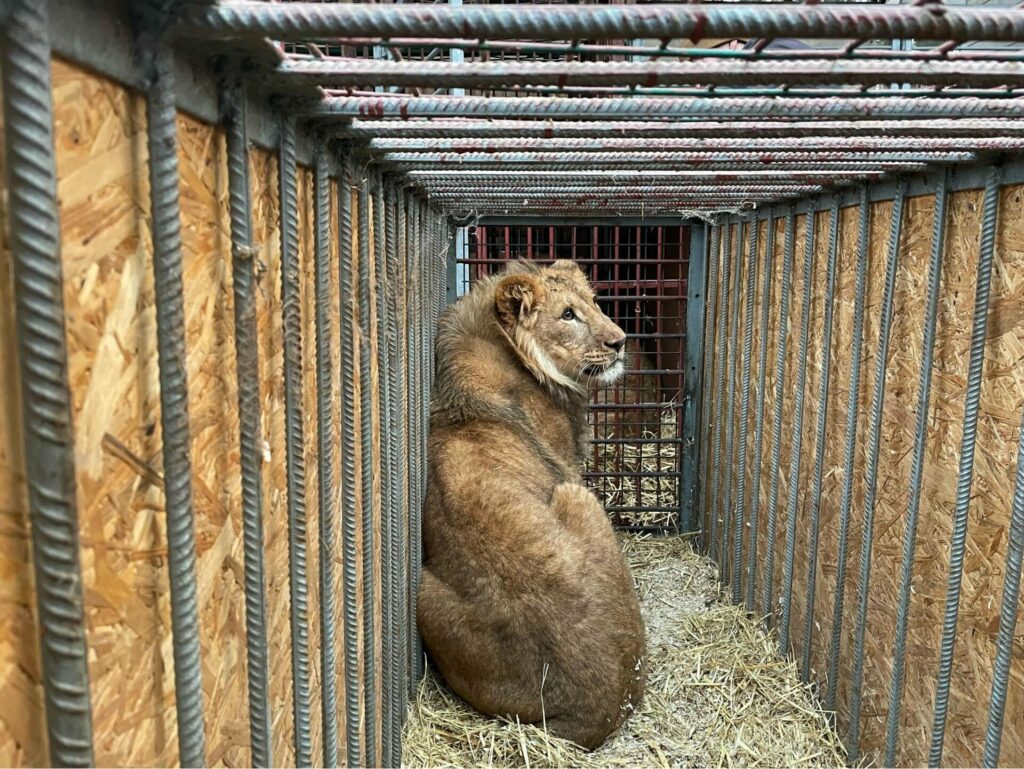 Ukrainian lions will be sheltered in Belgium
