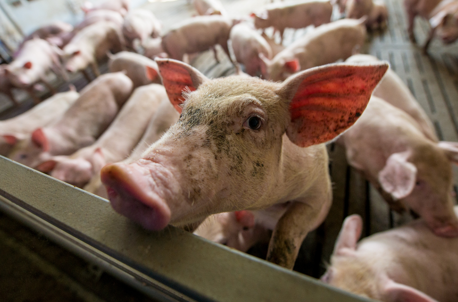 Reduce factory-farmed meat to solve grain shortages, says Greenpeace