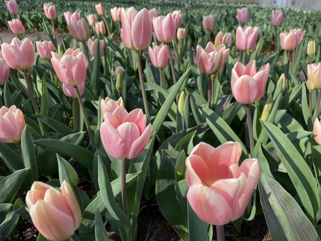 Dutch tulip festival reopens for first time since pandemic