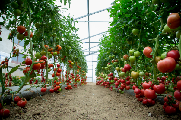 'Concern to everyone': Dramatic drop in tomatoes grown in Flanders