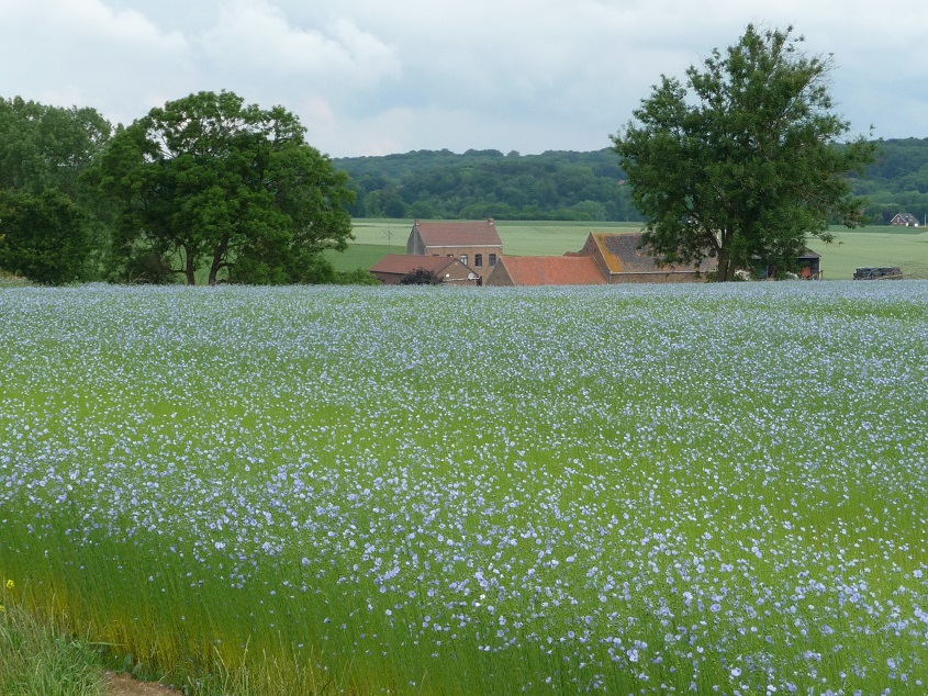 Hidden Belgium: The crop that made Flanders rich