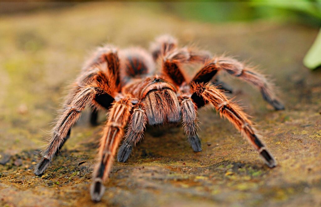 Police finds 221 tarantulas in Brussels house, including poisonous species