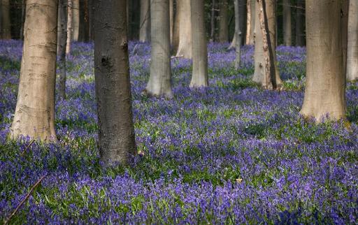 Bluebells to bloom in Hallerbos in mid-April