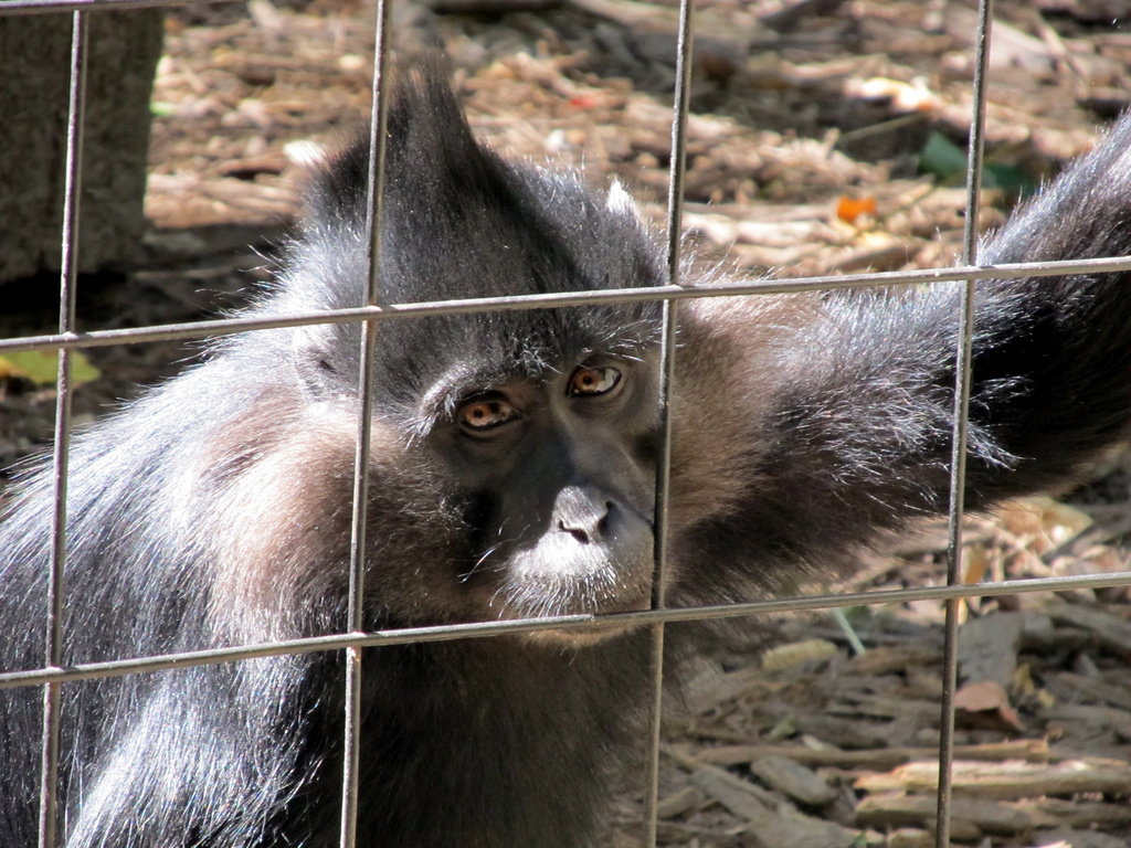 Tragedy at Pairi Daiza zoo as small monkey killed by gorilla