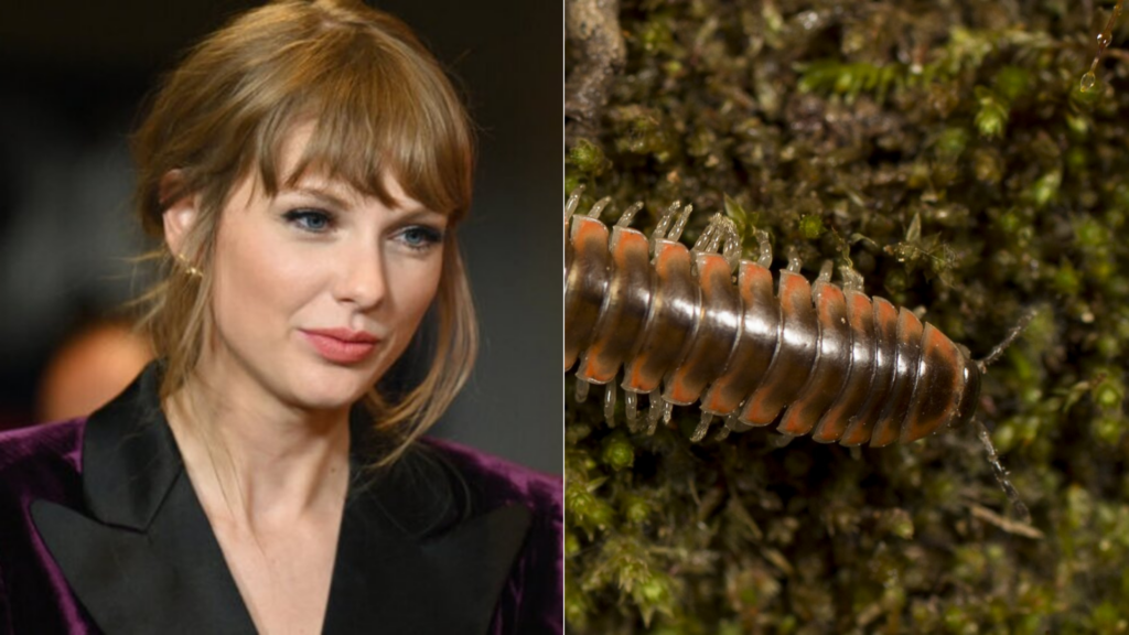 Scientists name new millipede species after Taylor Swift