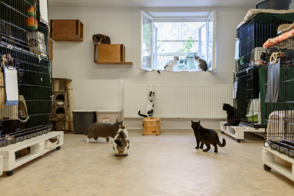 Adopt a pet: Animal shelters in Brussels are at maximum capacity