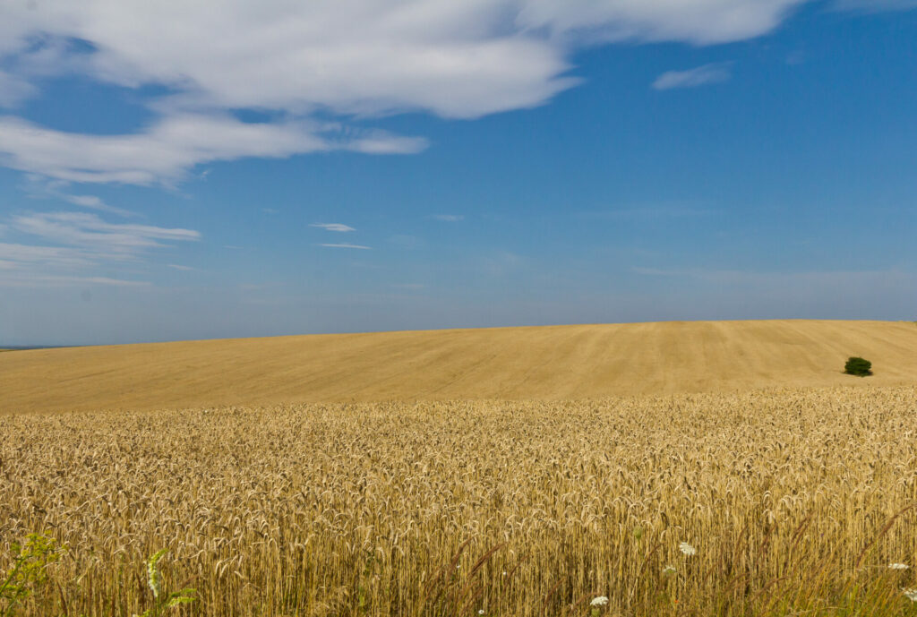 Ukraine loses 25% of arable land due to Russian invasion