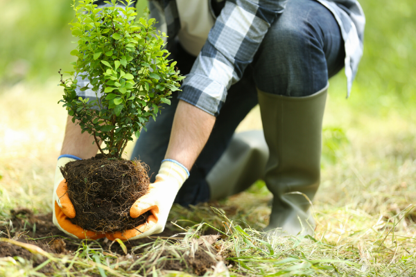 'Yes, we plant': Tree-planting initiative in Wallonia exceeds all expectations