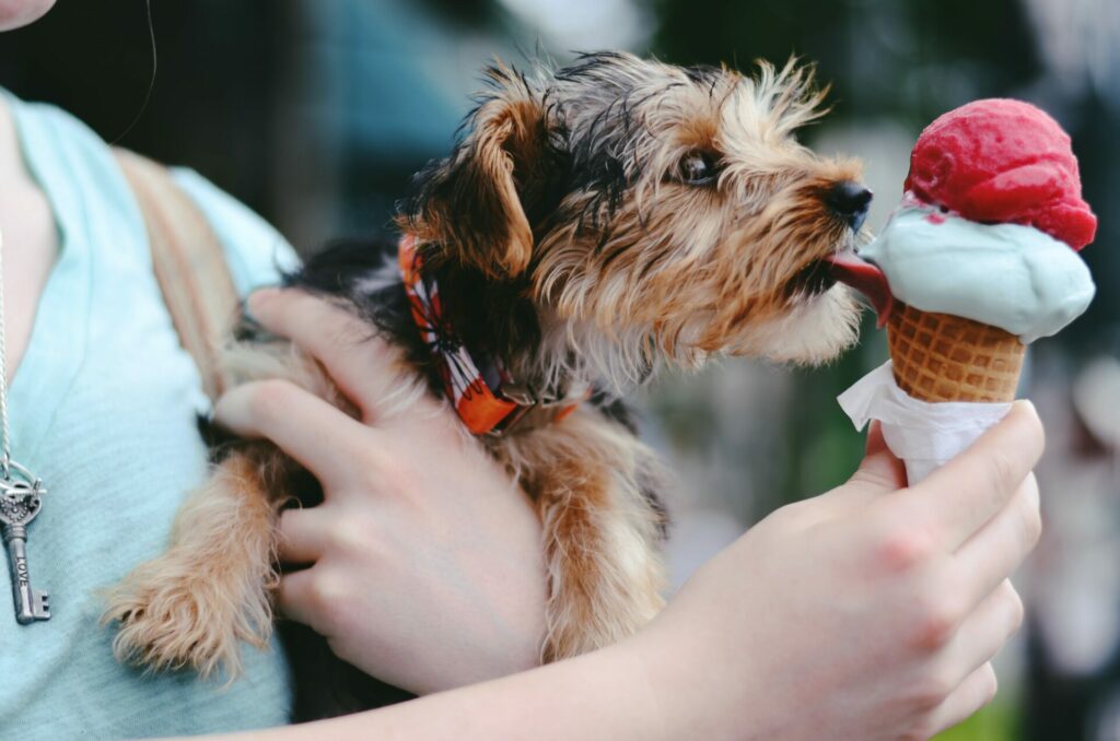 Ice cream parlour for dogs opens outside Antwerp