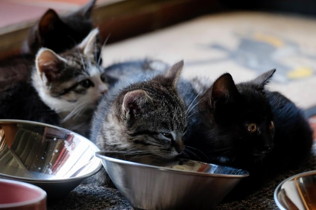 'Controlling population': Record number of stray cats caught in Flanders last year