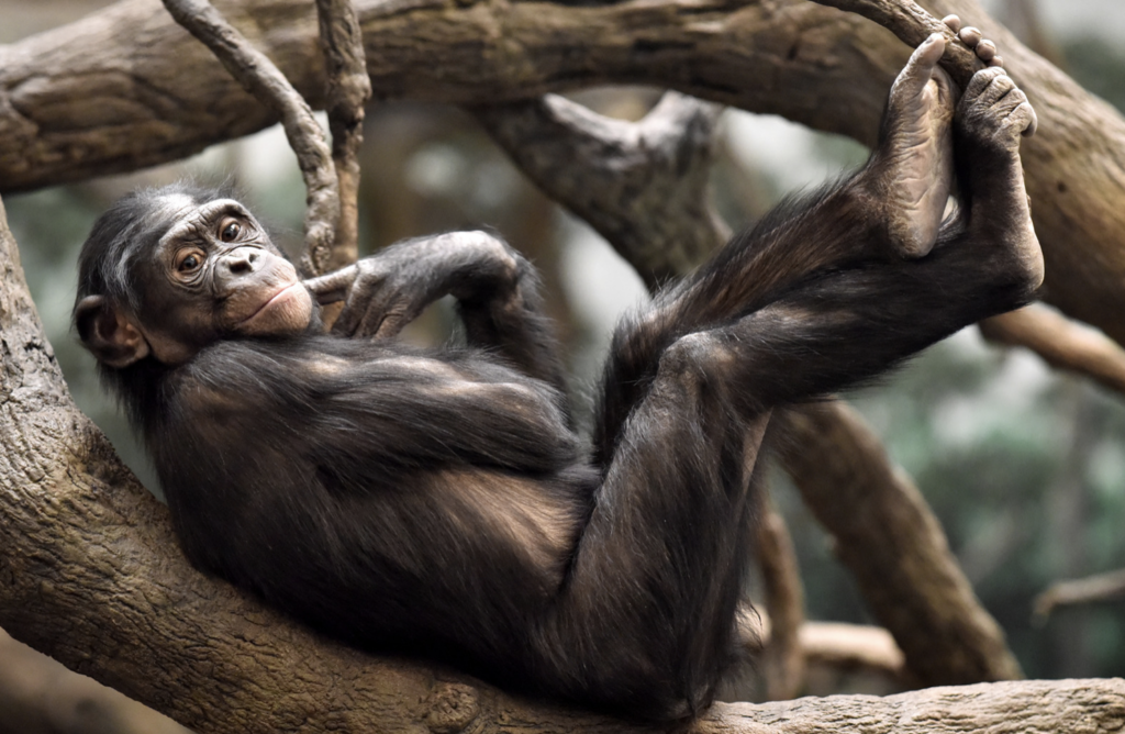 Bonobo escapes enclosure leading to evacuation of Belgian zoo