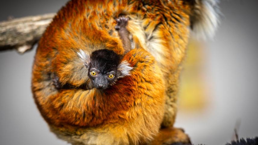 A small lemur was born in Planchendael Zoo in Mechelen