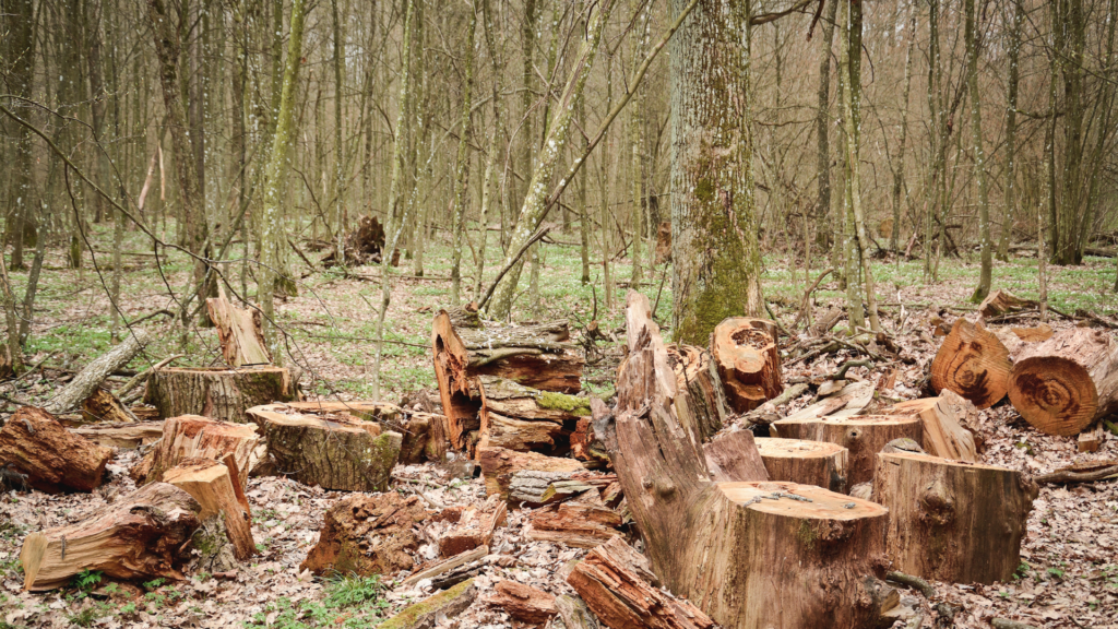 Deforestation: More trees disappearing than being planted in Flanders