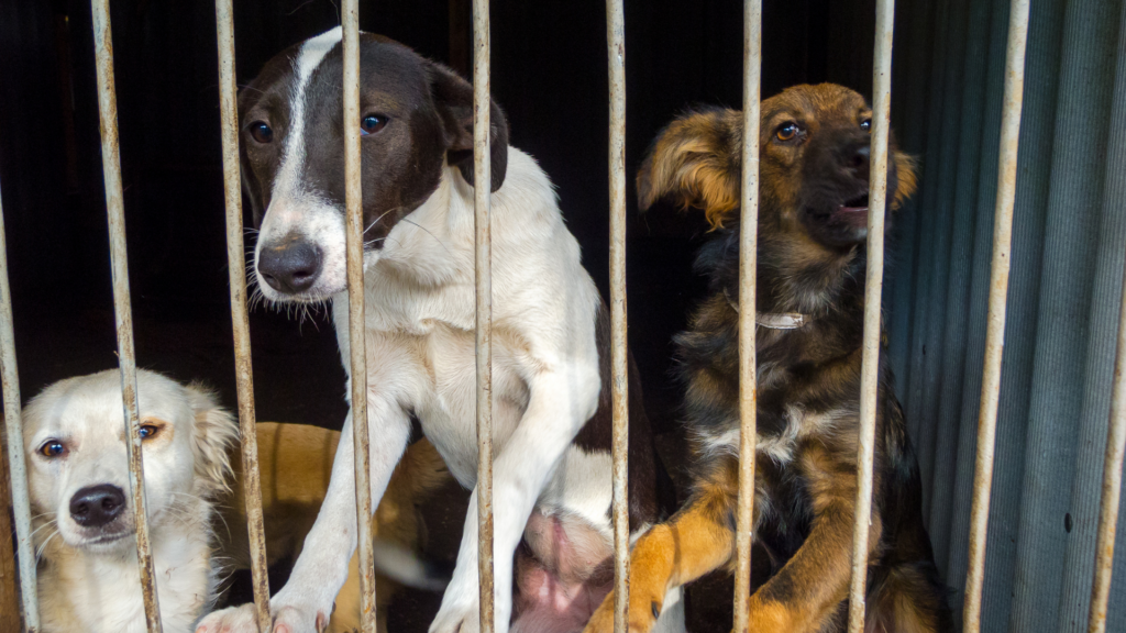 Overpopulated animal shelters receive support from Brussels Region