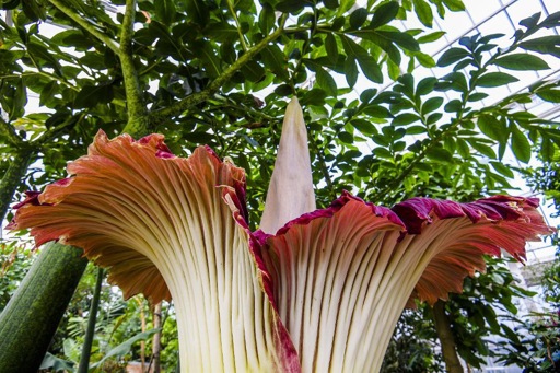 Enormous flower opens at Meise Botanical Garden