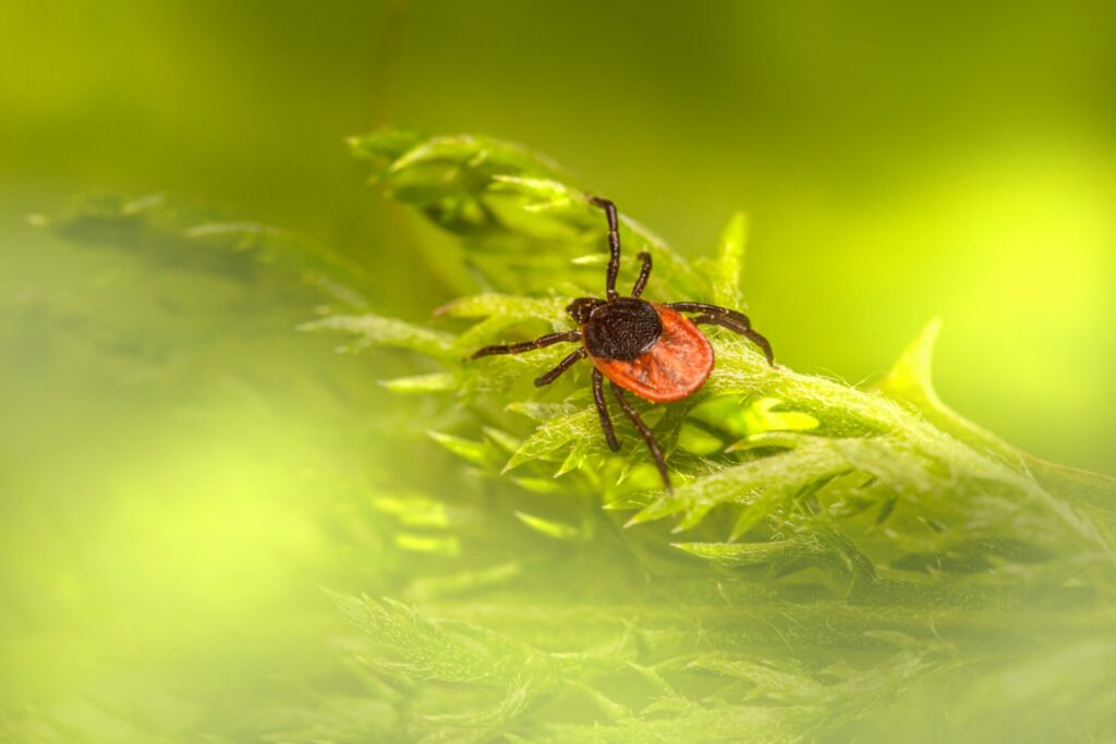 Number of people diagnosed with Lyme disease on the rise, study shows