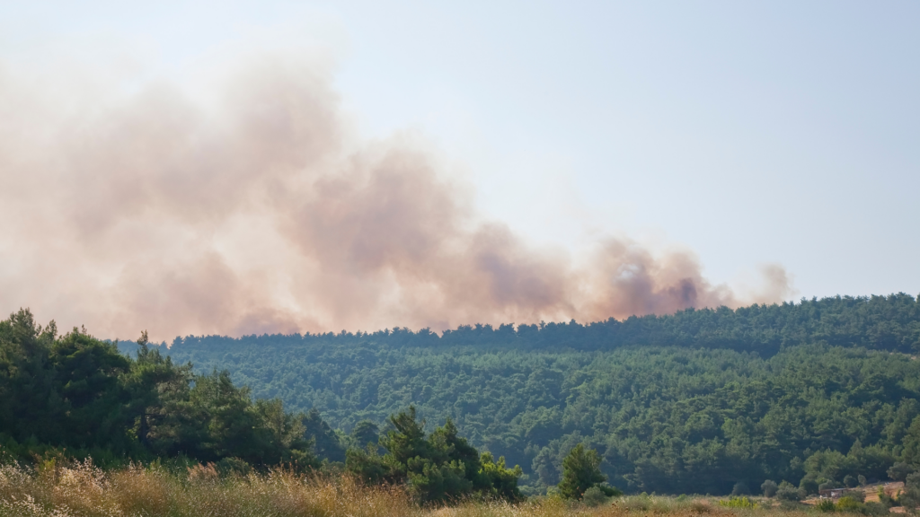 Forests ravaged by fire in southern France