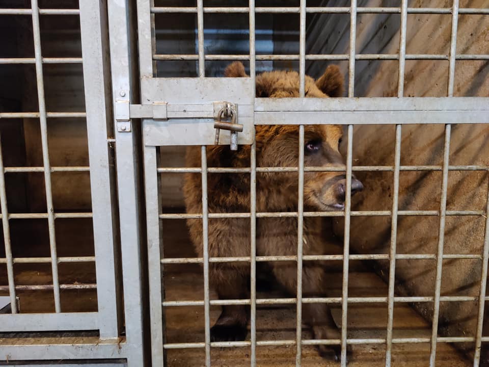 A Ukrainian wolf and two bears find a new home in Belgium
