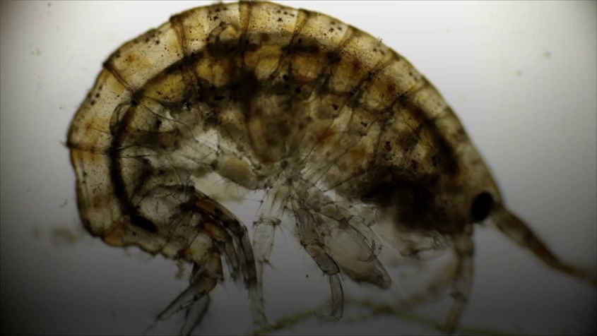 Scientists discover swarms of amphipods in river deep below Antarctic ice