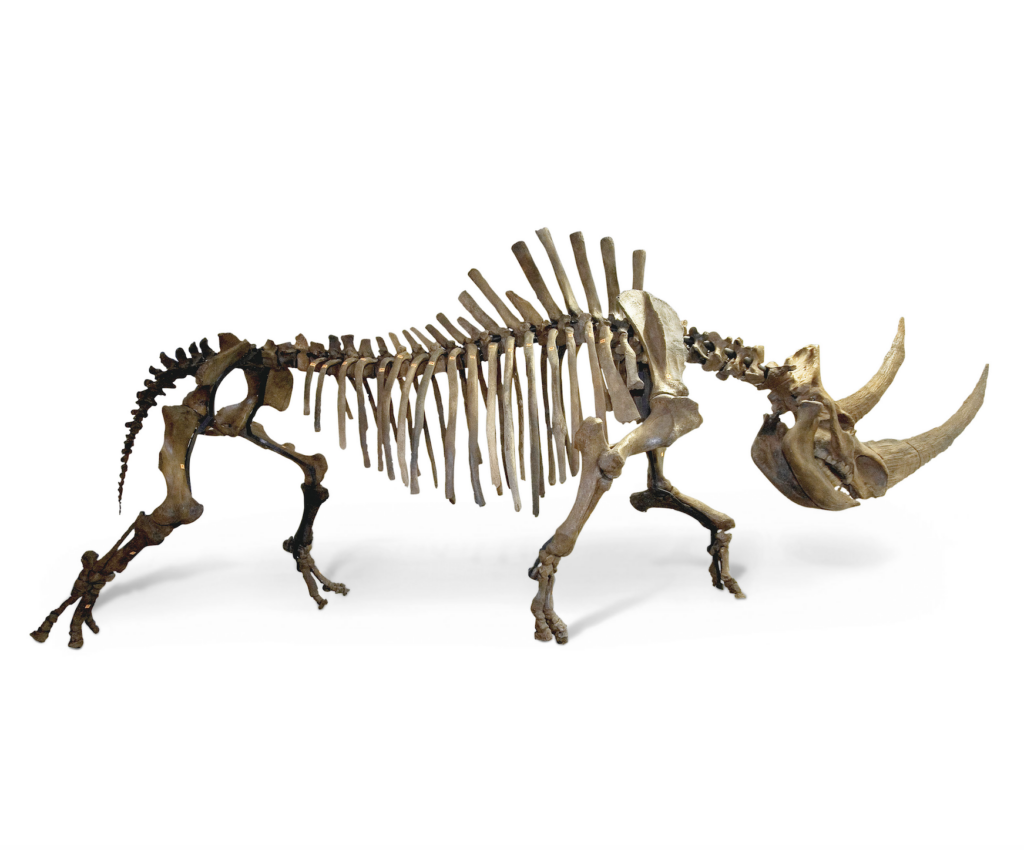 Brafa Art Fair to exhibit prehistoric woolly rhinoceros skeleton
