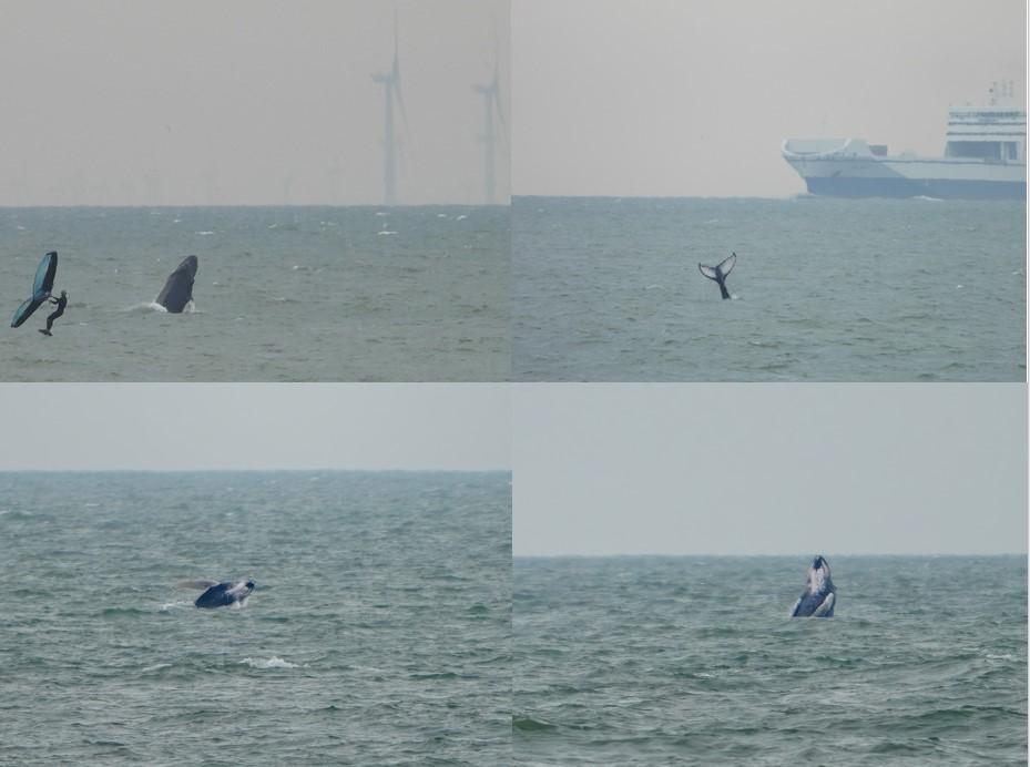 Humpback whale visits the Belgian coast for a week