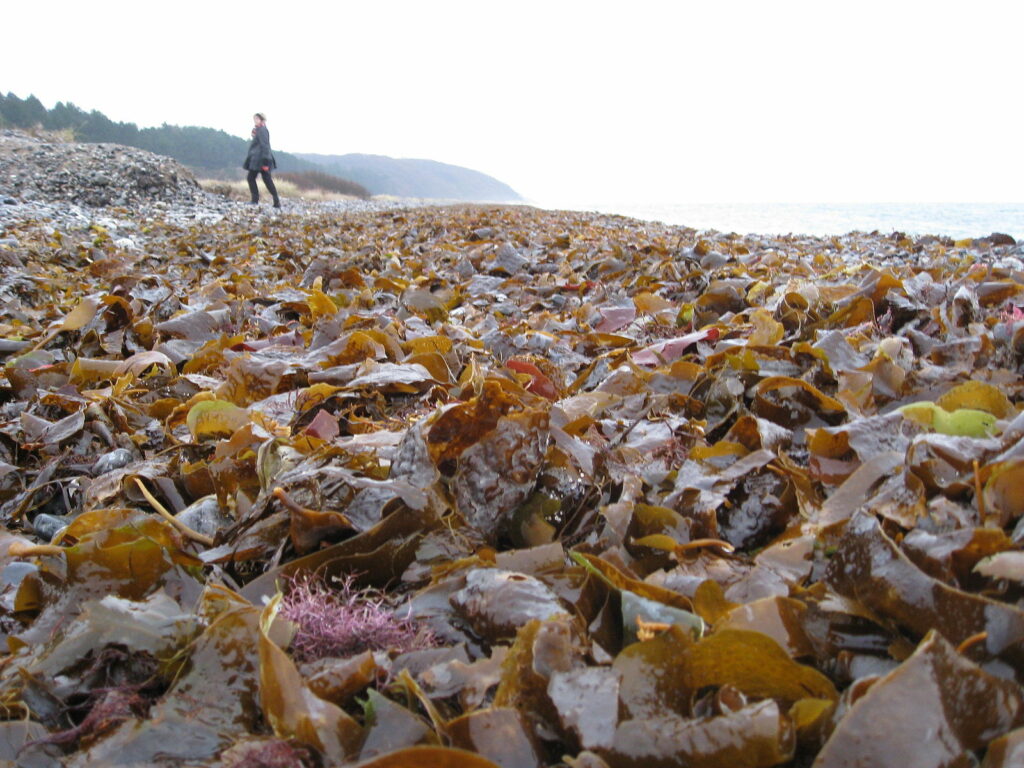 €9 million EU grant to increase seaweed production