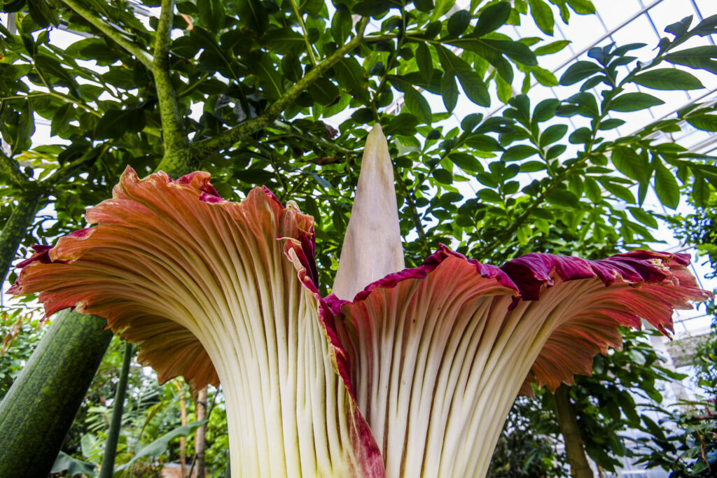 World's largest (and smelliest) flower set to bloom in Belgium this week