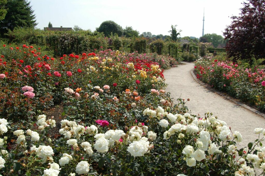 Hidden Belgium: One of the largest rose gardens in Europe