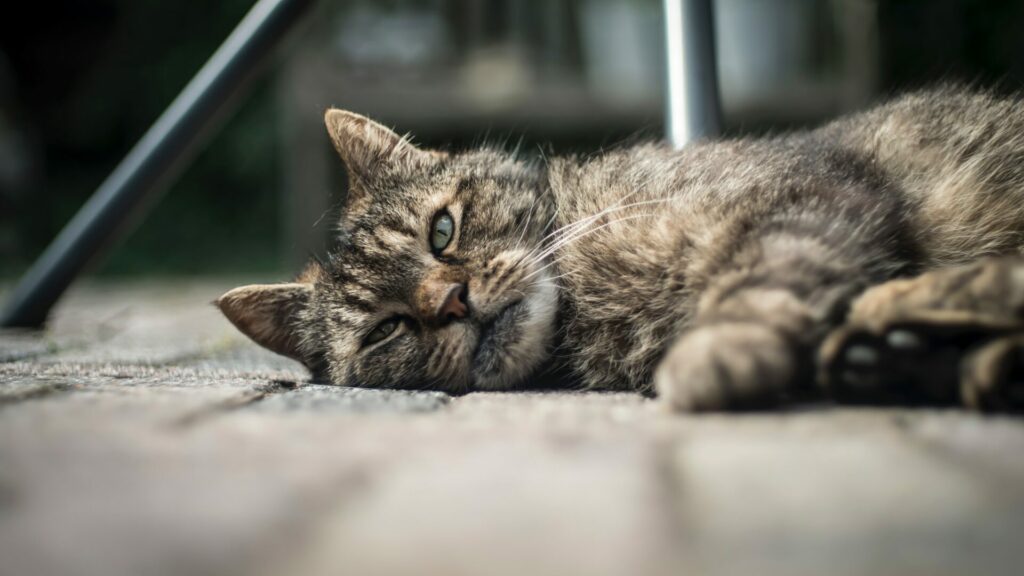 Man fined €4,400 for shooting cat in Antwerp