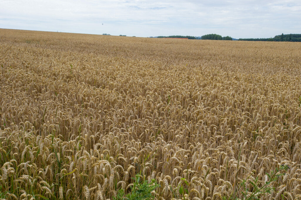 Ukraine starts harvest, but export to global markets remains largely blocked