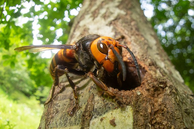 Asian hornets return as summer gets its buzz