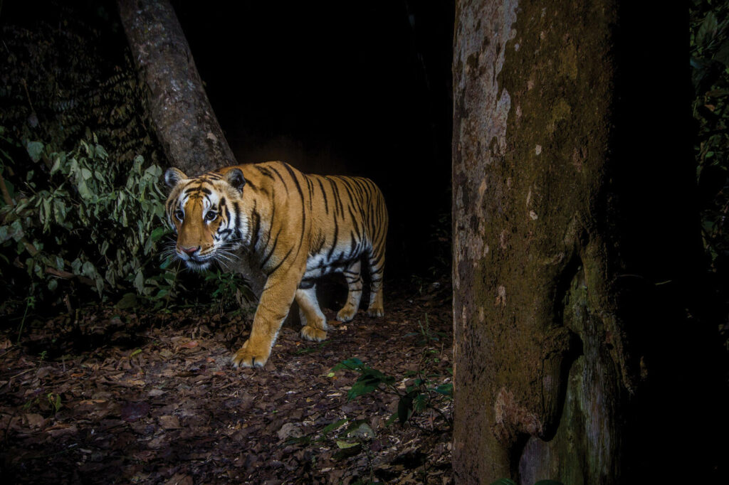 Tiger population in Nepal triples but attacks on humans increase