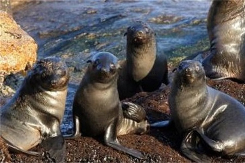 Fishing nets blamed for massive seal deaths on Belgian shores last year