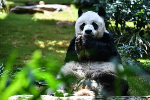 World's oldest male giant panda in captivity dies at the age of 35